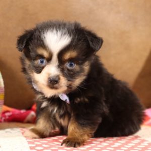 Toy Australian Shepherd Puppy for Sale