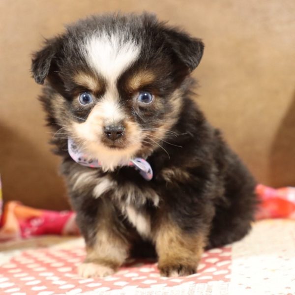 Toy Australian Shepherd Puppy for Sale