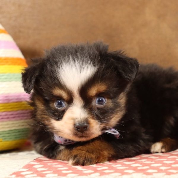 Toy Australian Shepherd Puppy for Sale