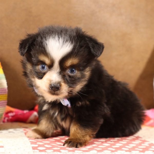 Toy Australian Shepherd Puppy for Sale