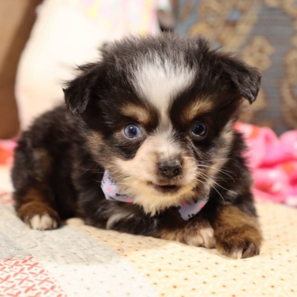 Toy Australian Shepherd Puppy for Sale