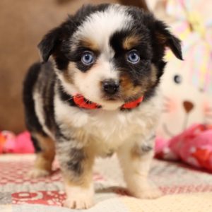 Toy Australian Shepherd Puppy for Sale