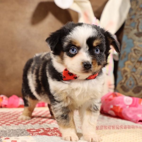 Toy Australian Shepherd Puppy for Sale