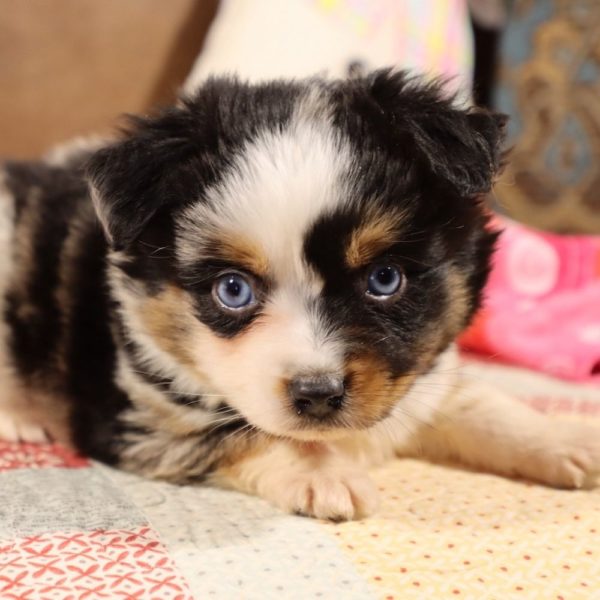 Toy Australian Shepherd Puppy for Sale