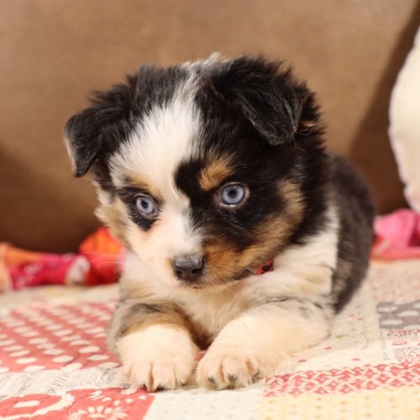 Toy Australian Shepherd Puppy for Sale