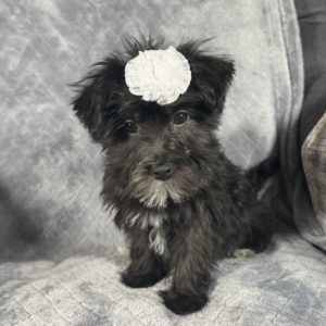 F1 Morkie Puppy for Sale