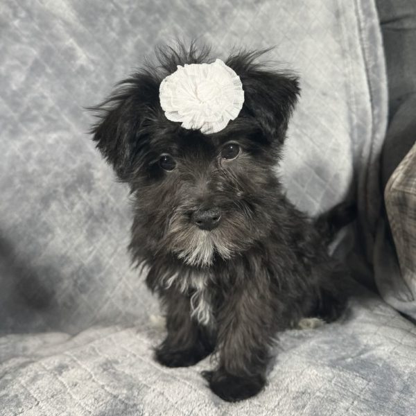 F1 Morkie Puppy for Sale