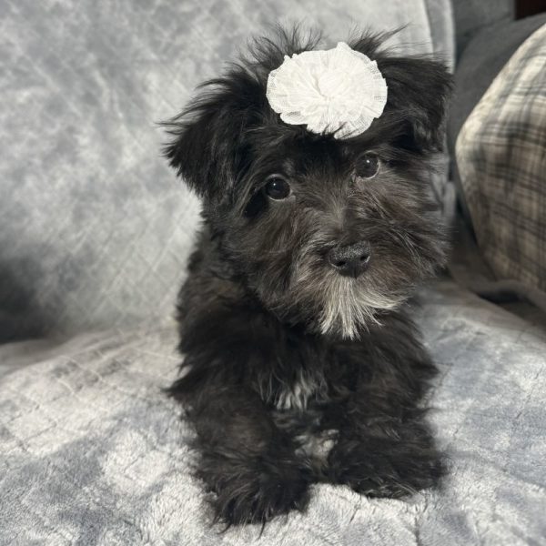 F1 Morkie Puppy for Sale