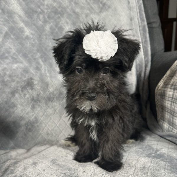 F1 Morkie Puppy for Sale