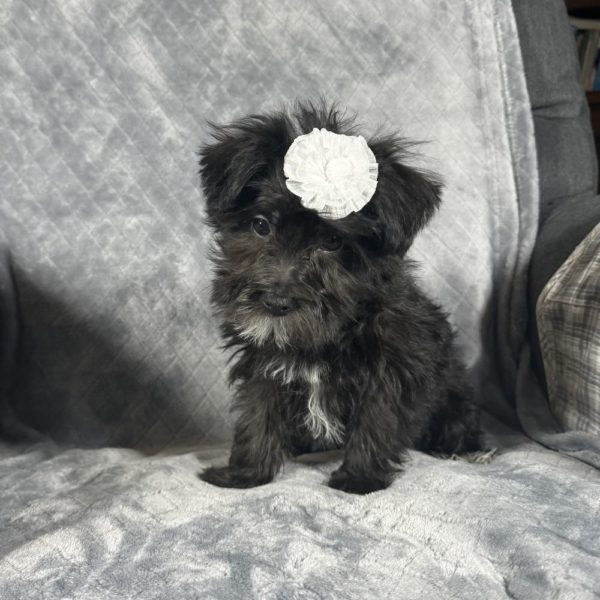 F1 Morkie Puppy for Sale