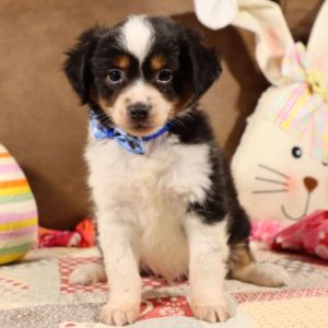 Toy Australian Shepherd Puppy for Sale