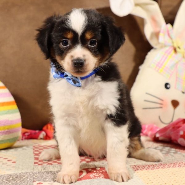 Toy Australian Shepherd Puppy for Sale