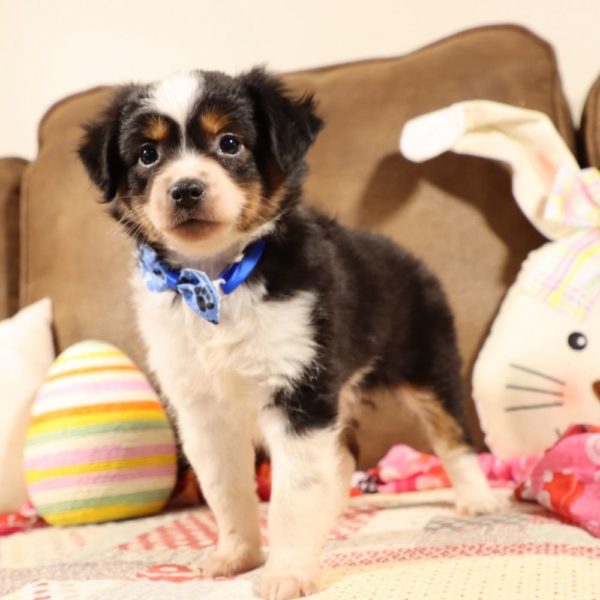 Toy Australian Shepherd Puppy for Sale