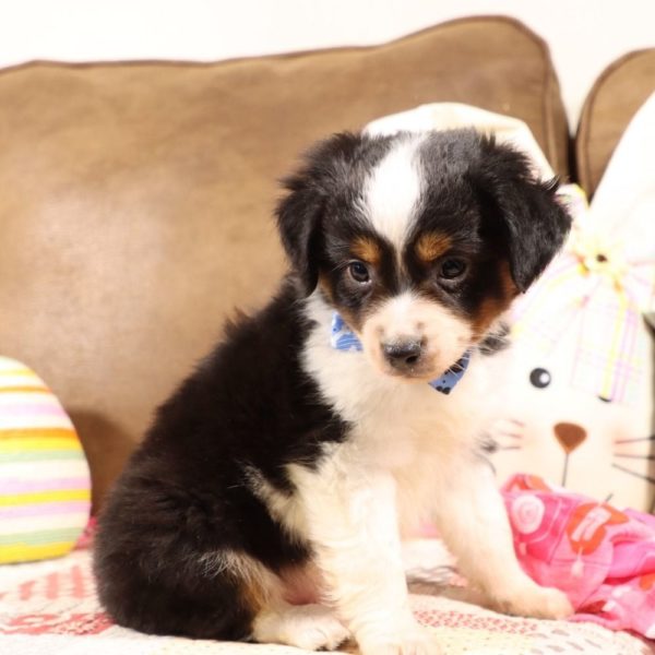 Toy Australian Shepherd Puppy for Sale