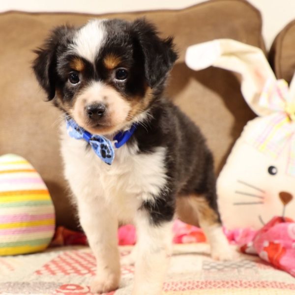 Toy Australian Shepherd Puppy for Sale