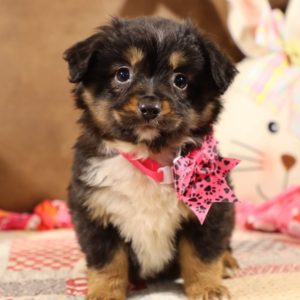 Toy Australian Shepherd Puppy for Sale