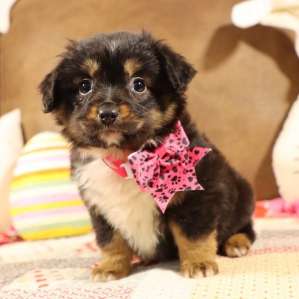 Toy Australian Shepherd Puppy for Sale