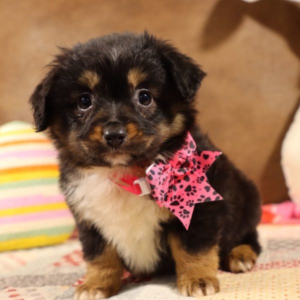 Toy Australian Shepherd Puppy for Sale