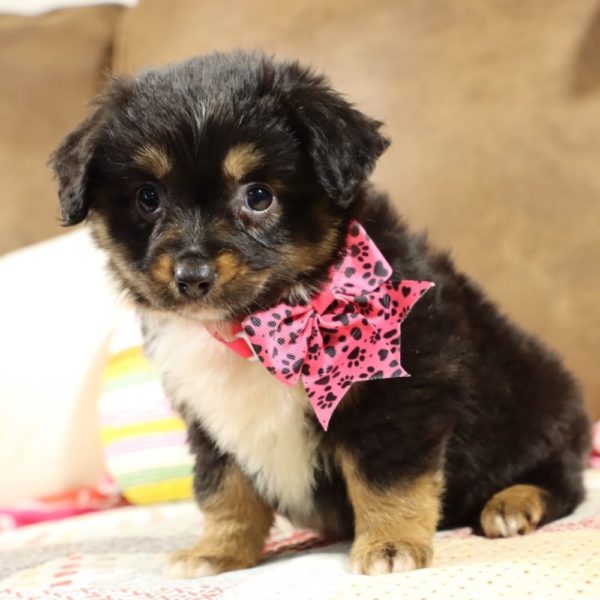 Toy Australian Shepherd Puppy for Sale