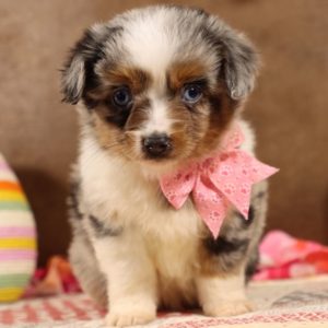 Toy Australian Shepherd Puppy for Sale