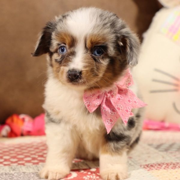 Toy Australian Shepherd Puppy for Sale