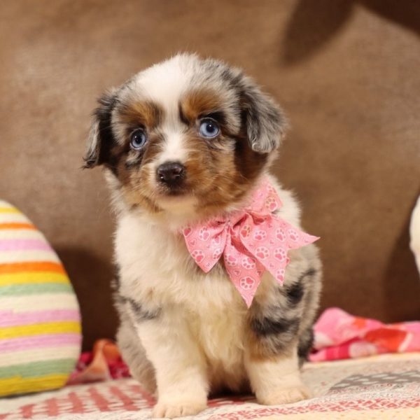 Toy Australian Shepherd Puppy for Sale