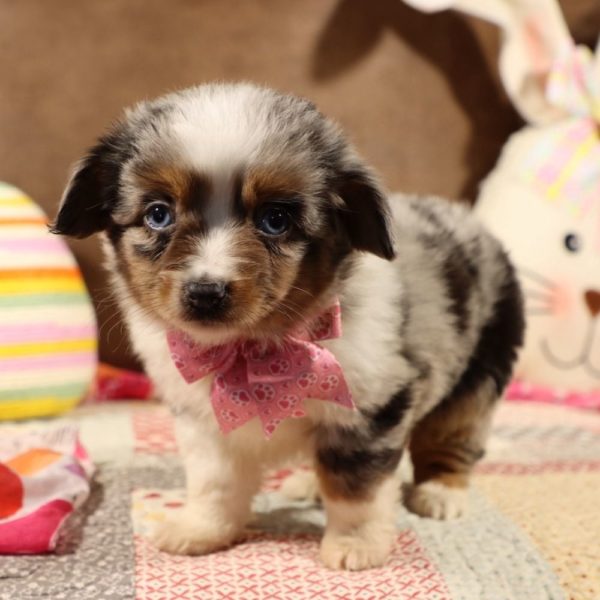 Toy Australian Shepherd Puppy for Sale