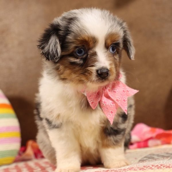 Toy Australian Shepherd Puppy for Sale