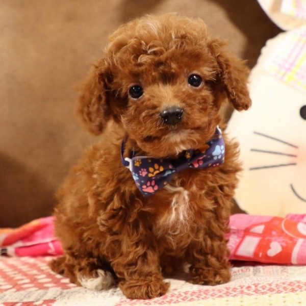 F1b Toy Cavapoo Puppy for Sale