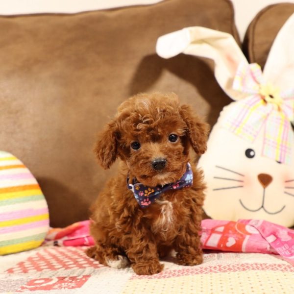 F1b Toy Cavapoo Puppy for Sale