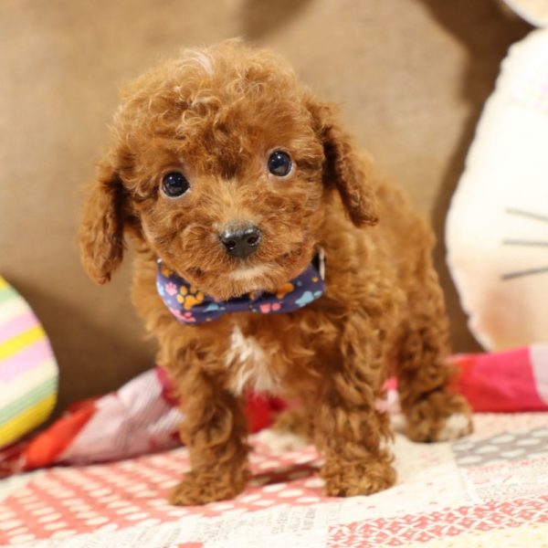 F1b Toy Cavapoo Puppy for Sale