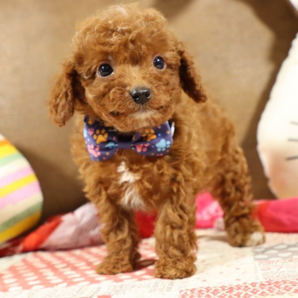 F1b Toy Cavapoo Puppy for Sale