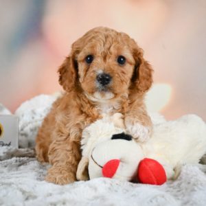 F1b Cavapoo Puppy for Sale