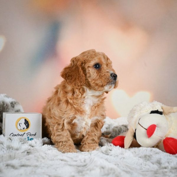 F1b Cavapoo Puppy for Sale