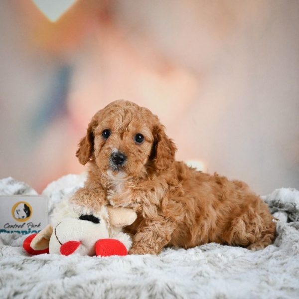 F1b Cavapoo Puppy for Sale