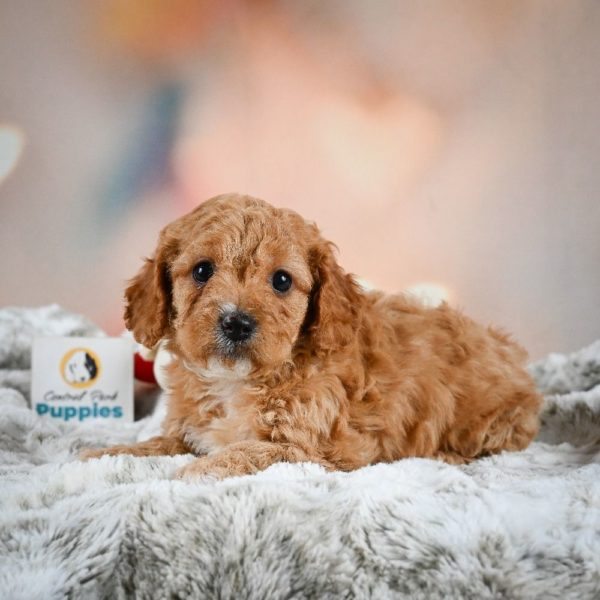 F1b Cavapoo Puppy for Sale