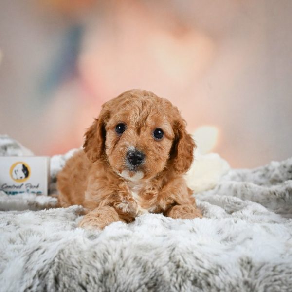 F1b Cavapoo Puppy for Sale