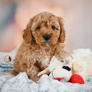 F1b Cavapoo Puppy for Sale