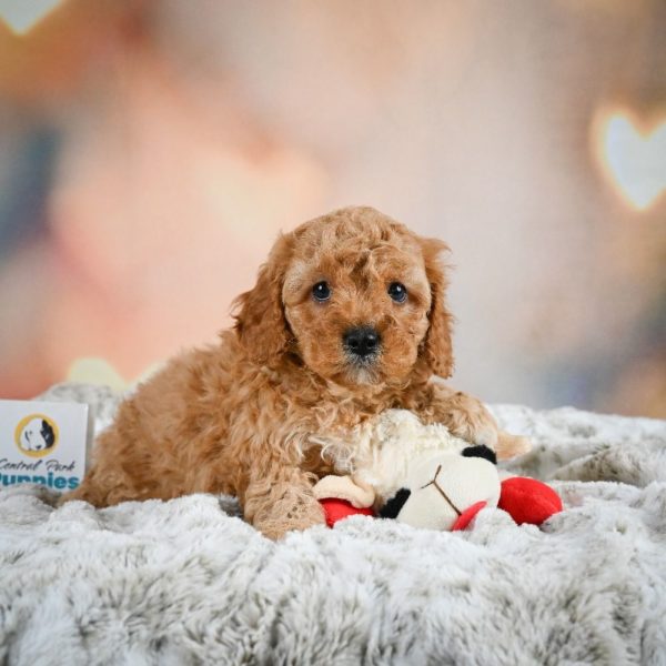 F1b Cavapoo Puppy for Sale