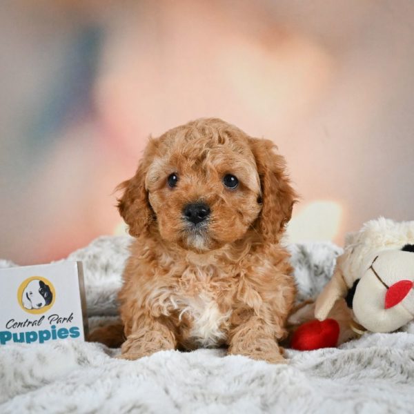 F1b Cavapoo Puppy for Sale