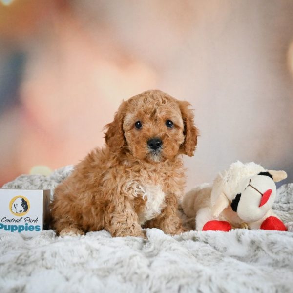 F1b Cavapoo Puppy for Sale