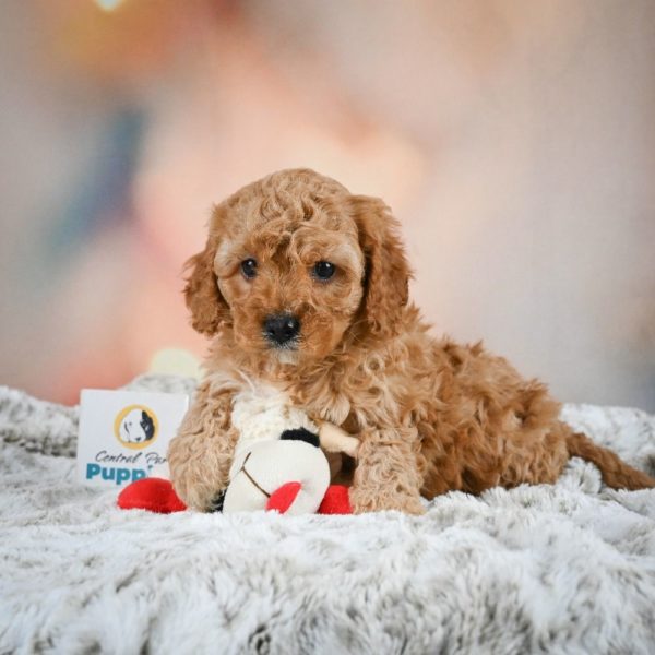 F1b Cavapoo Puppy for Sale