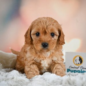 F1b Cavapoo Puppy for Sale