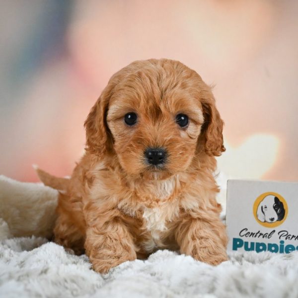 F1b Cavapoo Puppy for Sale