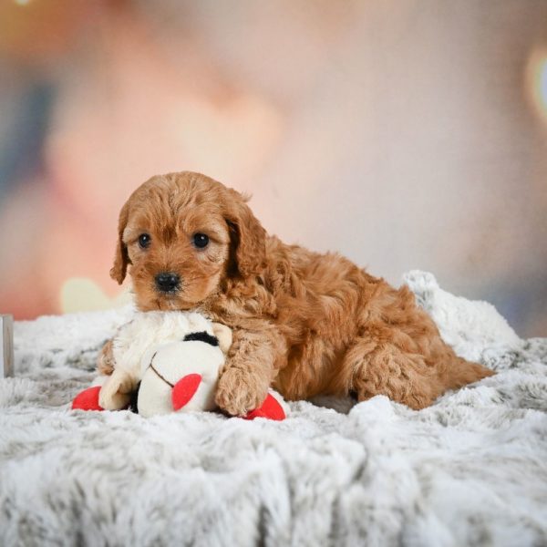 F1b Cavapoo Puppy for Sale