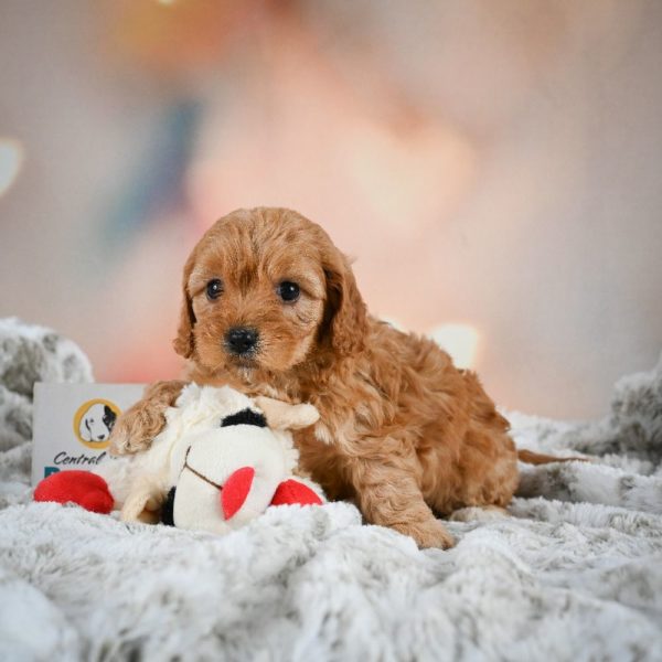 F1b Cavapoo Puppy for Sale