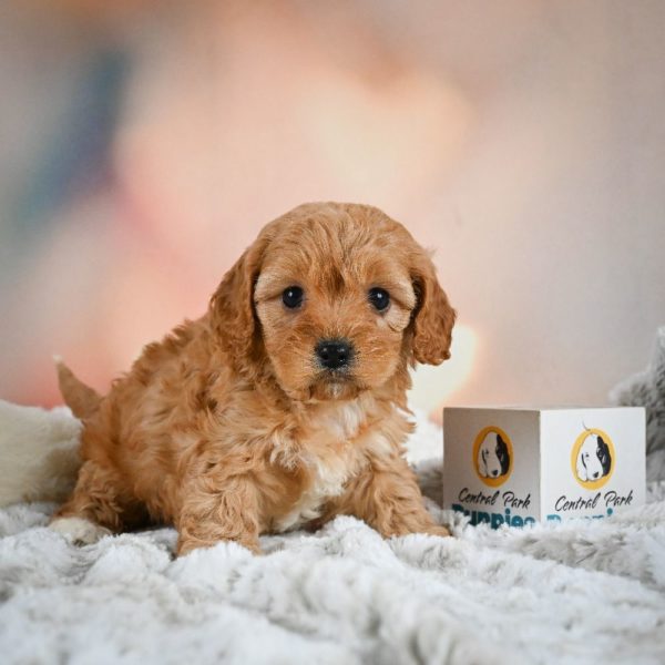 F1b Cavapoo Puppy for Sale