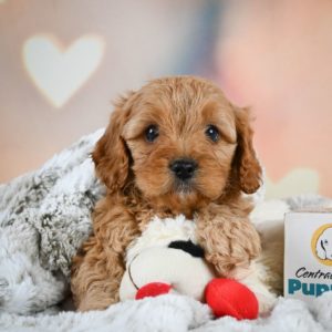 F1b Cavapoo Puppy for Sale