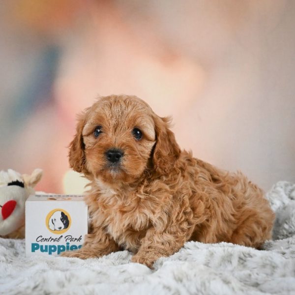 F1b Cavapoo Puppy for Sale