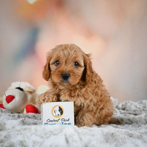 F1b Cavapoo Puppy for Sale